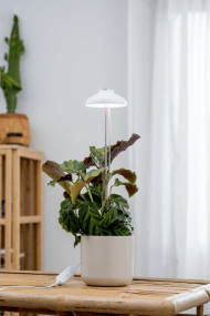 Lámpara Para Plantas Iris Blanco De Airam - La salida de luz se puede ajustar en 5 niveles usando el regulador de intensidad, y el producto tambi&eacute;n tiene un temporizador.