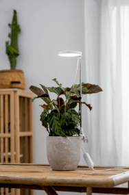 Lámpara Para Plantas Rose Blanco De Airam - La salida de luz se puede ajustar en cinco niveles usando un regulador de intensidad y se puede usar un temporizador para establecer la duraci&oacute;n de la iluminaci&oacute;n a 8/12/16 horas.