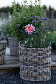 Daisy Rosa lámpara solar De Star Trading - El bast&oacute;n solar Pink Daisy es un adorno de jard&iacute;n con forma de flor.
