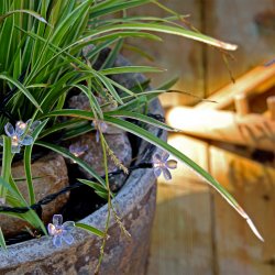 Bloom Negro De Lightson - Incluye: 10 metros de cadena ligera (+3 metros de cable de arranque) y convertidor AC/DC, que se conecta antes de la (primera) cadena.