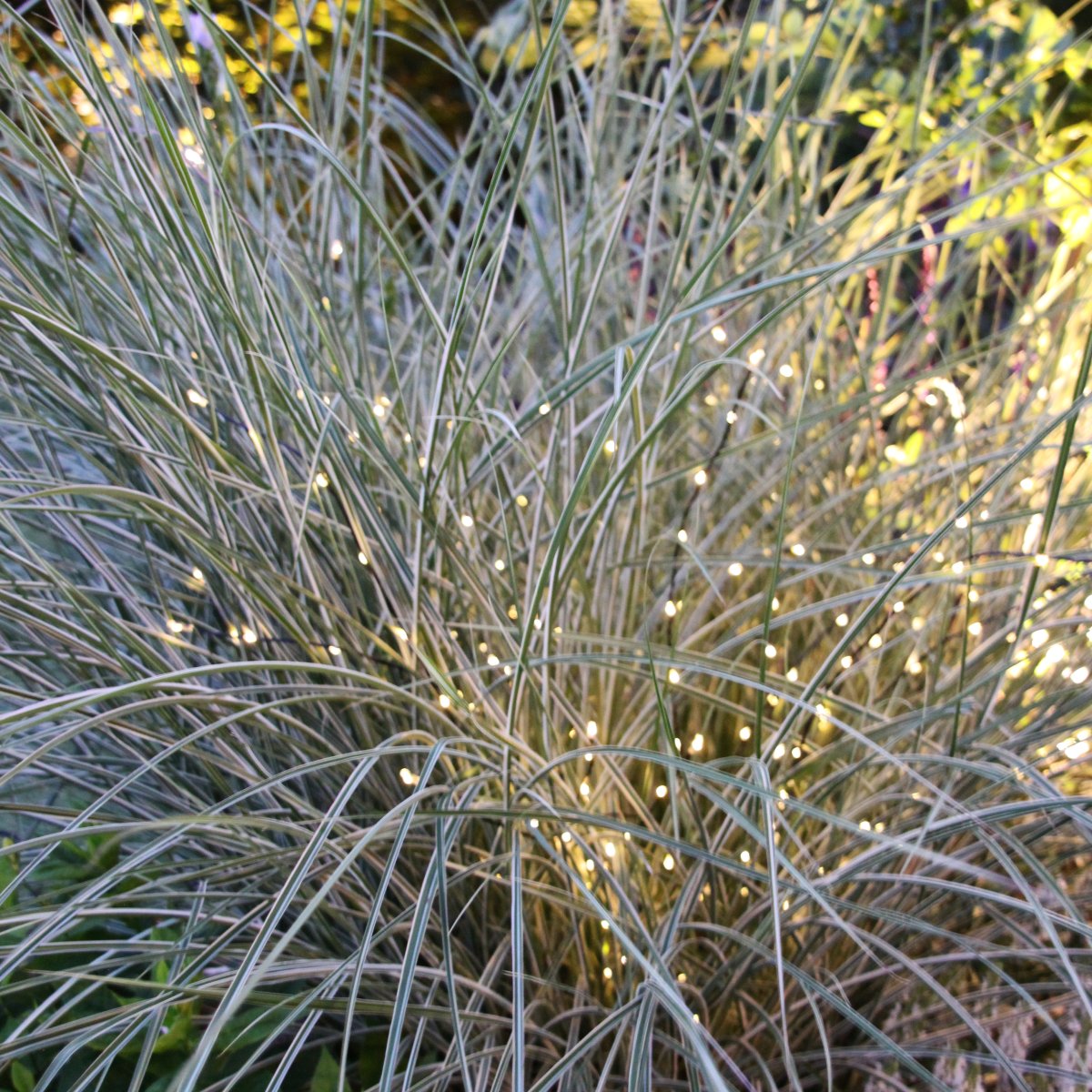Twiggy Negro De Lightson - Esto permite una mayor flexibilidad si quieres tenerlos en un macizo de flores o quiz&aacute;s en una maceta en el patio, por ejemplo.