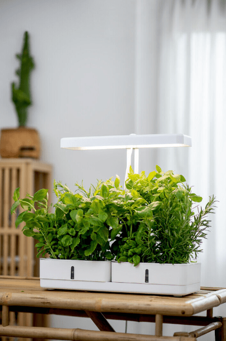 Lámpara Para Plantas Daisy Blanco De Airam - El espectro de luz produce luz roja, que es importante para las plantas y las ayuda a crecer.