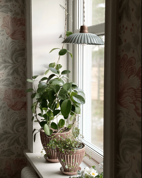 Ingrid Grande Ø24 Verde lámpara de ventana De Strömshaga - La l&aacute;mpara no tiene conexi&oacute;n a la pared ni al techo, por lo que puedes decidir a qu&eacute; quieres conectarla.