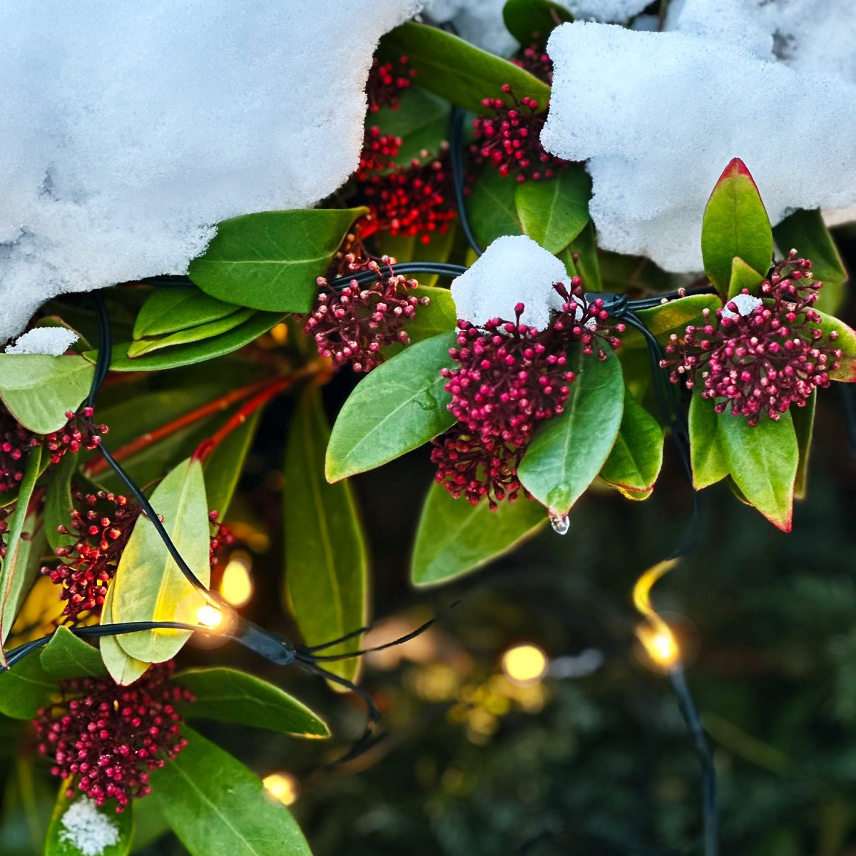 Net Verde oscuro De Lightson - La red tambi&eacute;n se puede colgar, por ejemplo, en una valla o en un seto de hoja perenne, de modo que pueda permanecer colgada todo el a&ntilde;o.