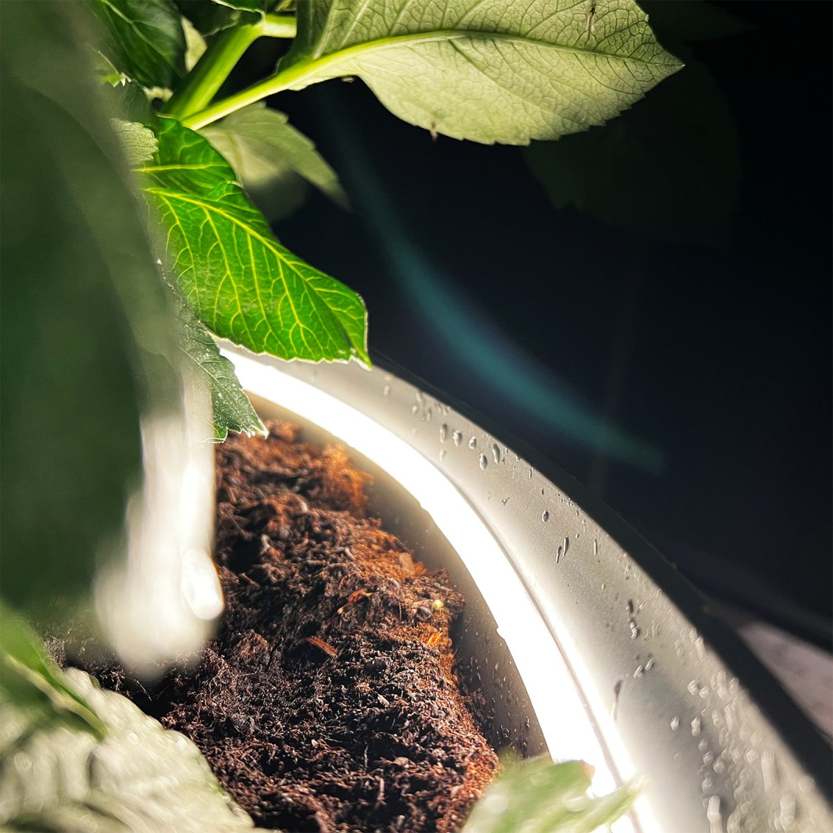 Strip (5m) Blanco De Lightson - La tira de luz flexible y adaptable (5m con cable de arranque de 3m) ofrece una luz blanca cálida homogénea, perfecta para zonas que a veces pueden resultar difíciles de iluminar y donde se quieren reforzar líneas en el jardín o en fachadas.