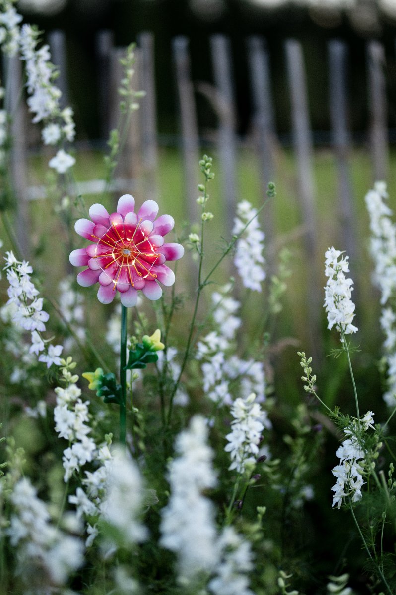 Daisy Rosa lámpara solar De Star Trading - El bastón solar Pink Daisy es un adorno de jardín con forma de flor.