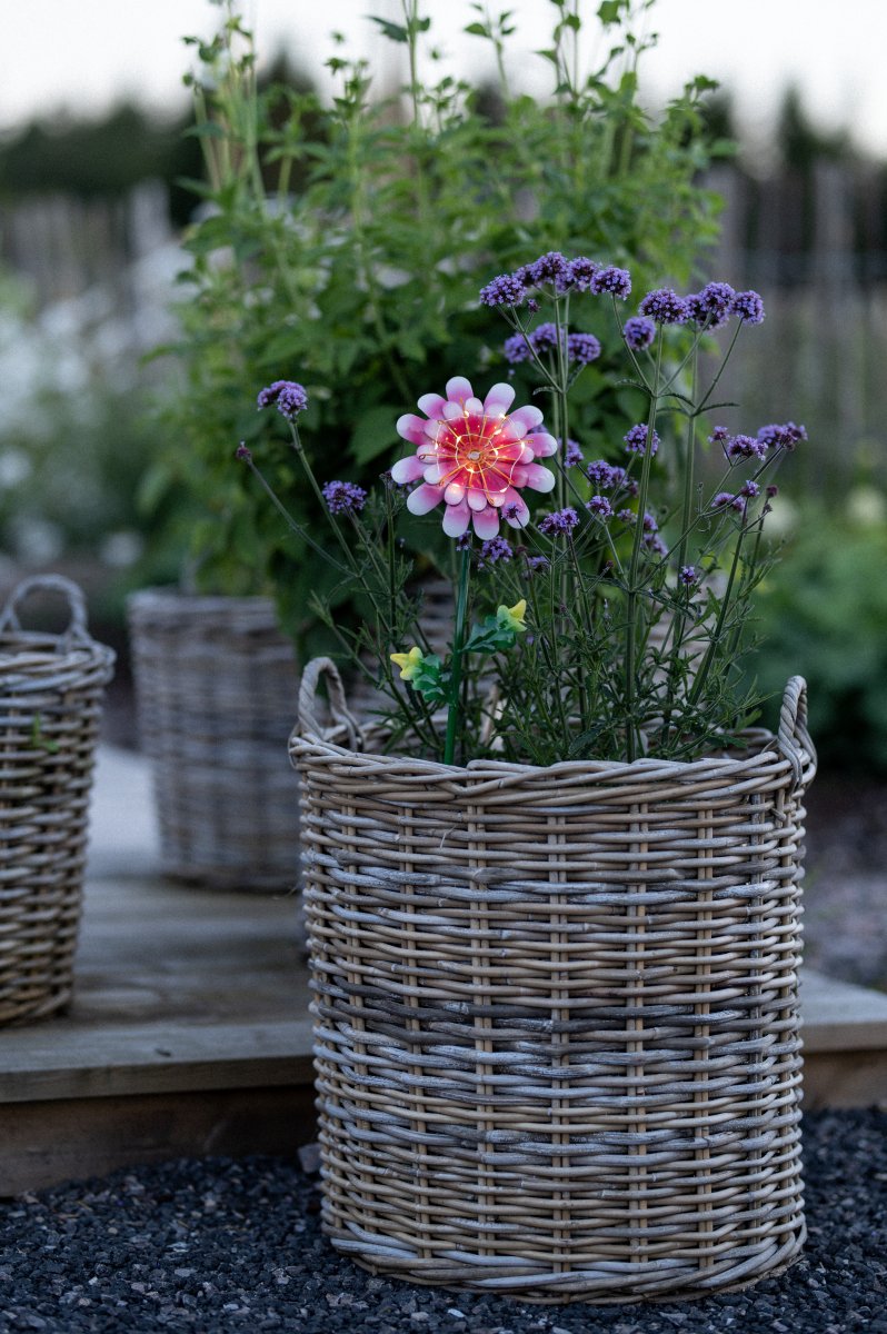 Daisy Rosa lámpara solar De Star Trading - El bastón solar Pink Daisy es un adorno de jardín con forma de flor.