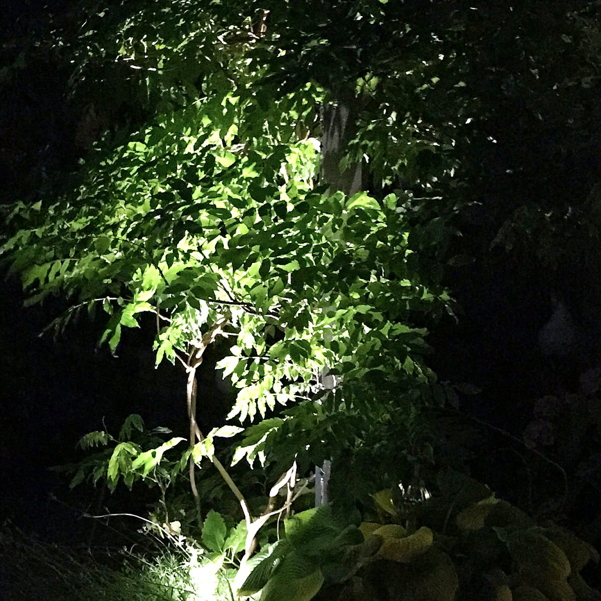 Optica Plata De Lightson - Optica es una lámpara muy pequeña adecuada para árboles y arbustos pequeños o para cualquier lugar donde desee iluminar objetos individuales, como una obra de arte o una superficie de agua.