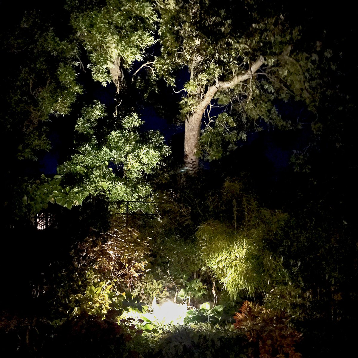Sirius Negro De Lightson - Gracias al estrecho &aacute;ngulo del haz, si se coloca la l&aacute;mpara directamente debajo de un &aacute;rbol, se crea una potente columna de luz directa y en lo alto del &aacute;rbol.
