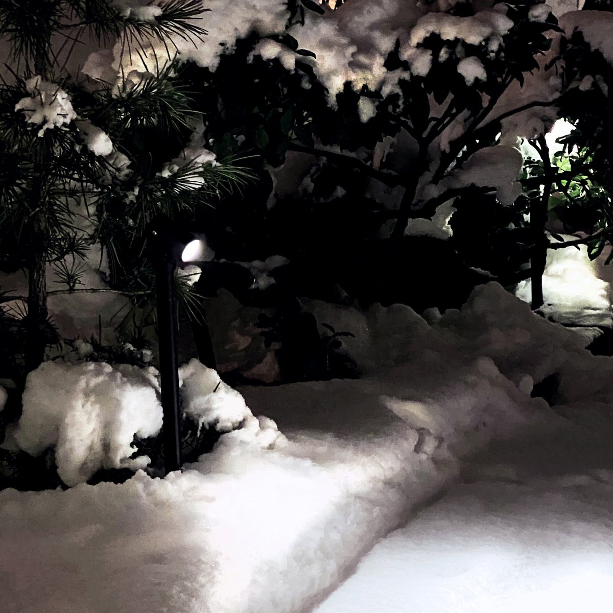 Luna 65 Negro De Lightson - Si el suelo está cubierto de nieve durante los meses de invierno, Luna 65 aún puede ser una buena opción; Por encima del manto de nieve, el bosque se ilumina.