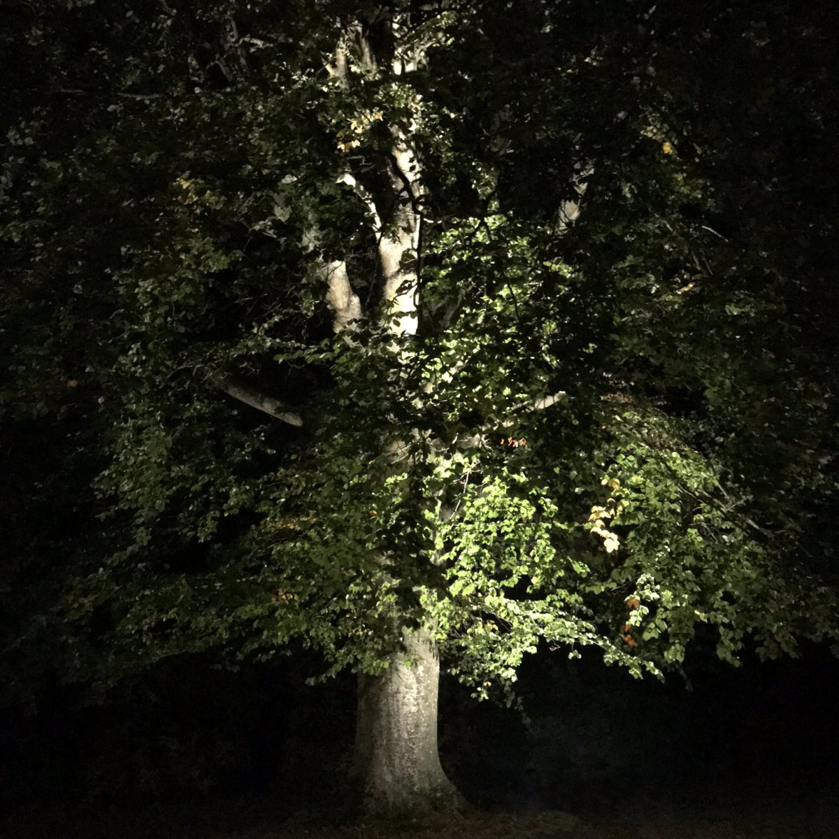 Castor Negro De Lightson - En un jardín, el objetivo principal suele ser evitar el cortacésped y el peligro de tropiezo para, por ejemplo, los niños que juegan, pero también evitar ver la lámpara en sí.
