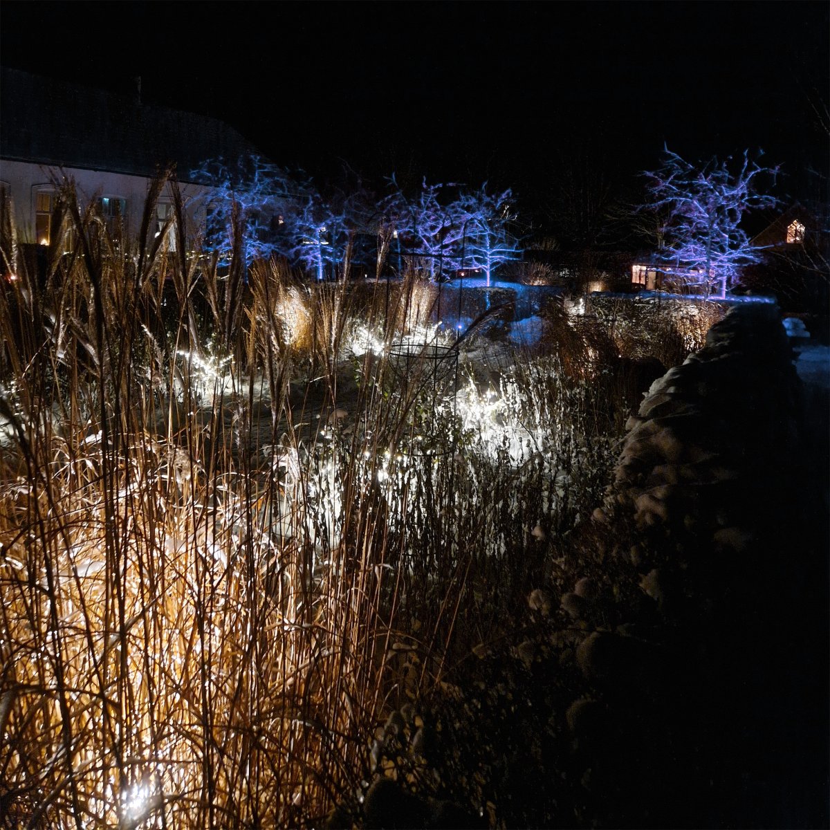 Twiggy Negro De Lightson - Esto permite una mayor flexibilidad si quieres tenerlos en un macizo de flores o quiz&aacute;s en una maceta en el patio, por ejemplo.