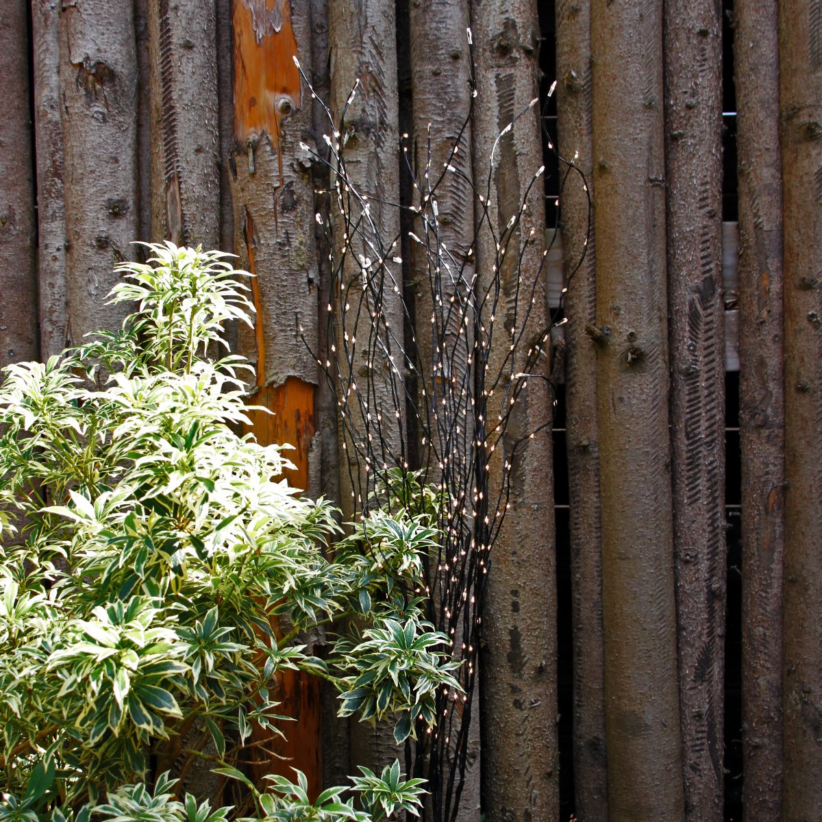 Twiggy Negro De Lightson - Esto permite una mayor flexibilidad si quieres tenerlos en un macizo de flores o quiz&aacute;s en una maceta en el patio, por ejemplo.
