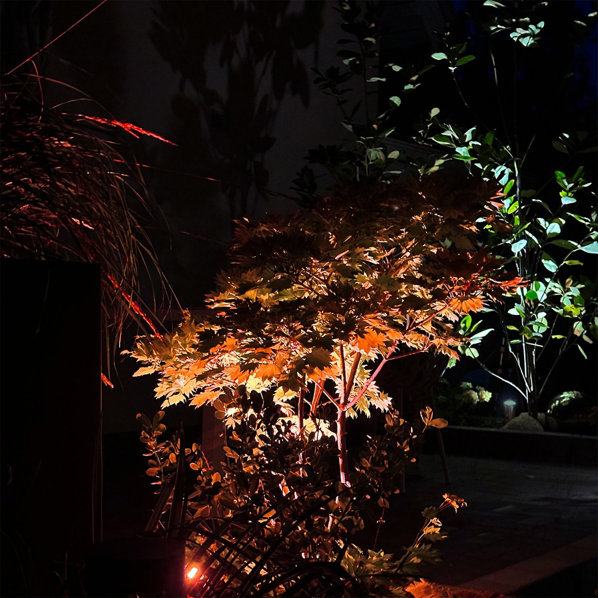 Arcus Negro De Lightson - Un follaje verdaderamente verde y vibrante se realza a&uacute;n m&aacute;s con la luz verde por la noche y, en el caso de un arce japon&eacute;s rojo, la luz se configura ventajosamente en un tono naranja/rojo.