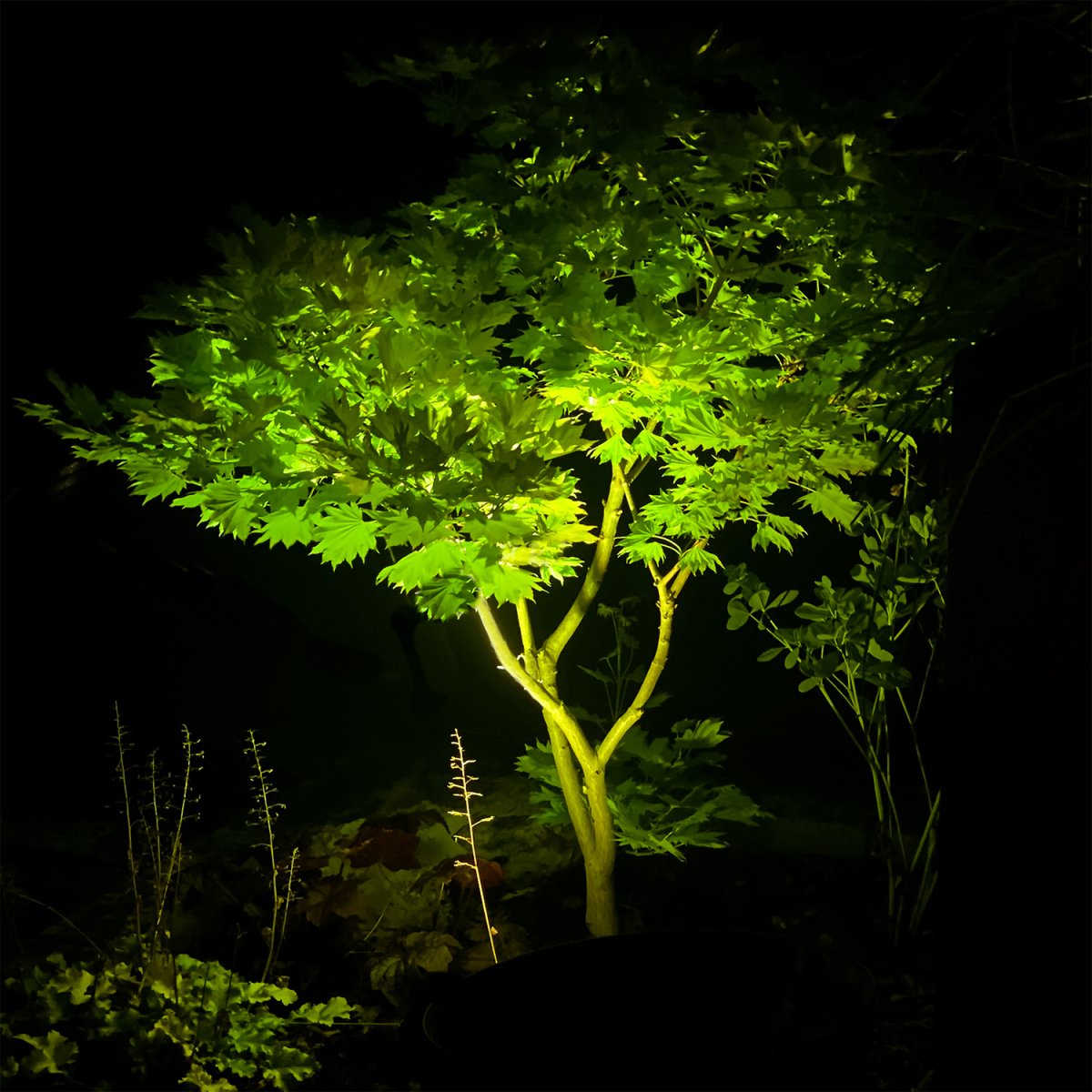Arcus Negro De Lightson - Un follaje verdaderamente verde y vibrante se realza a&uacute;n m&aacute;s con la luz verde por la noche y, en el caso de un arce japon&eacute;s rojo, la luz se configura ventajosamente en un tono naranja/rojo.