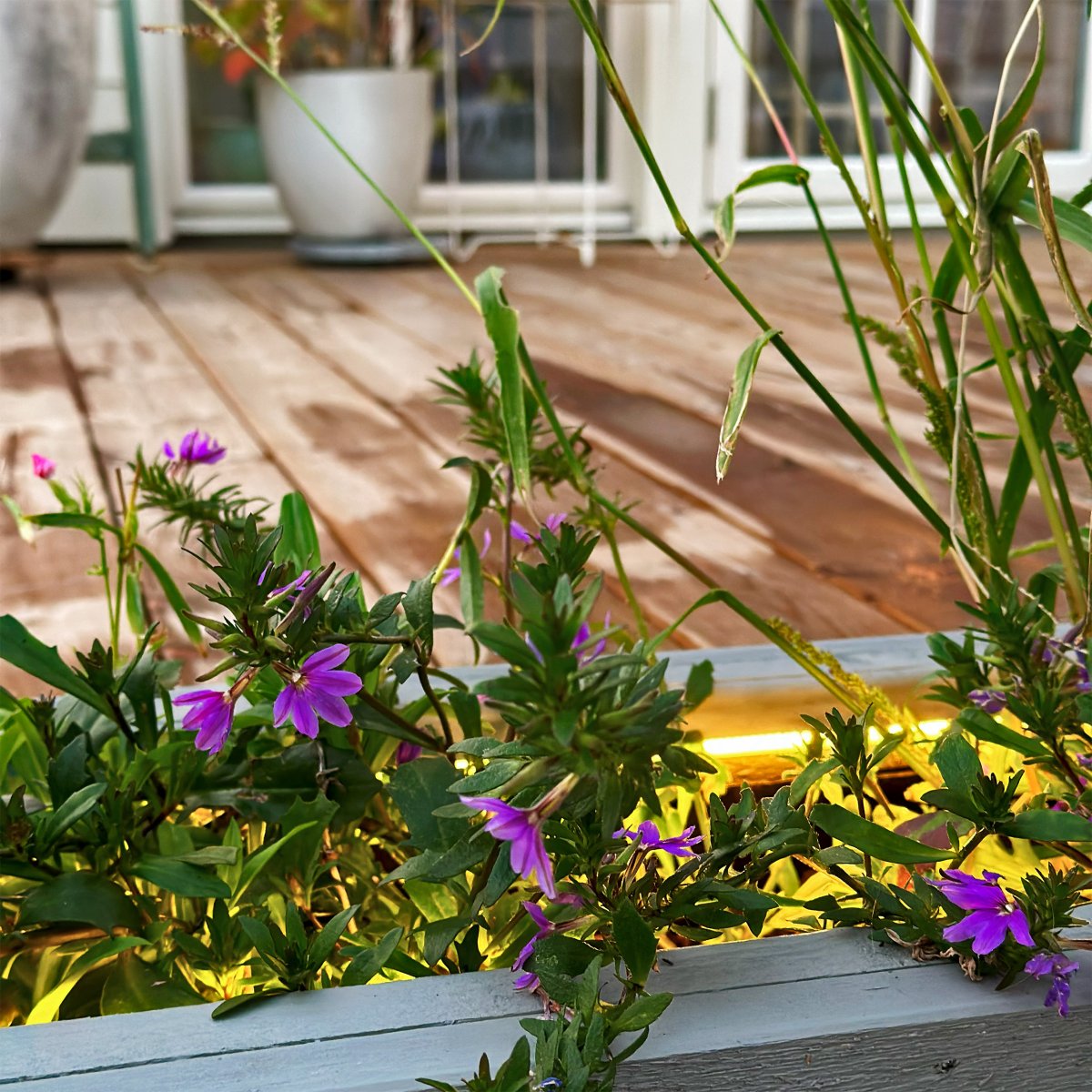 Strip (5m) Blanco De Lightson - La tira de luz flexible y adaptable (5m con cable de arranque de 3m) ofrece una luz blanca cálida homogénea, perfecta para zonas que a veces pueden resultar difíciles de iluminar y donde se quieren reforzar líneas en el jardín o en fachadas.