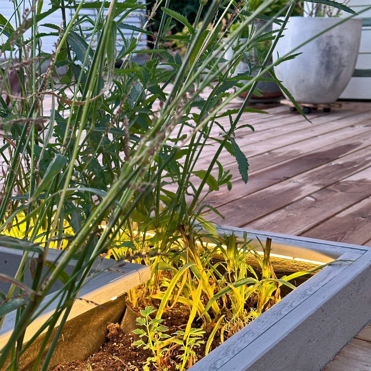 Strip (2.5m) Transparente De Lightson - También puedes colocarlo en el interior de una maceta o en el borde de un macizo de flores, donde puede resultar difícil conseguir un flujo de luz agradable y uniforme.