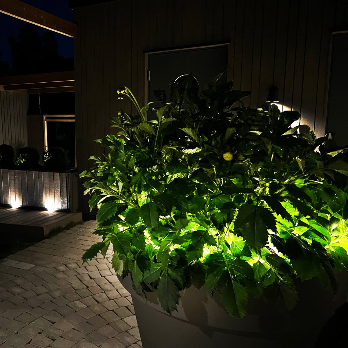 Strip (2.5m) Transparente De Lightson - También puedes colocarlo en el interior de una maceta o en el borde de un macizo de flores, donde puede resultar difícil conseguir un flujo de luz agradable y uniforme.