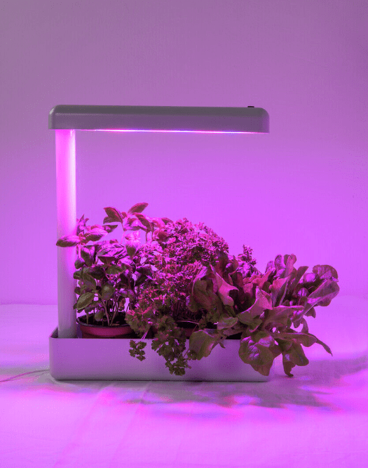 Lámpara Para Plantas Herby Blanco De Airam - Sin embargo, si el agua de riego gotea desde las macetas al recipiente, el exceso de agua se puede verter simplemente en el fondo y lavar el recipiente.